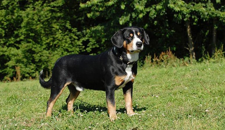 Entlebucher Mountain Dog