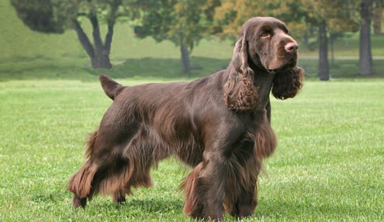 Field Spaniel
