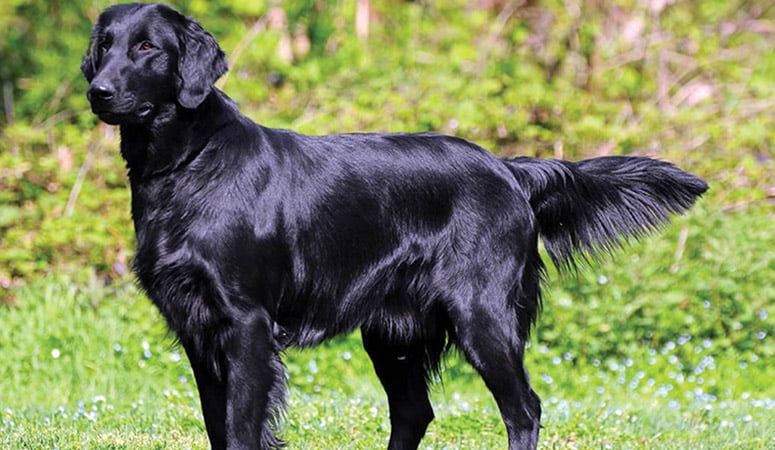 Flat-Coated Retriever