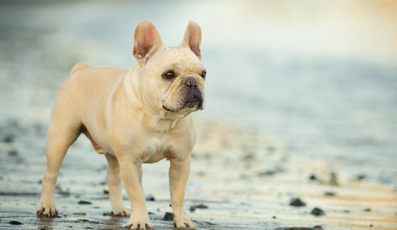 French Bulldog