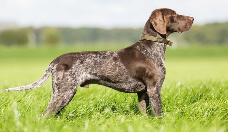 German Shorthaired Pointer