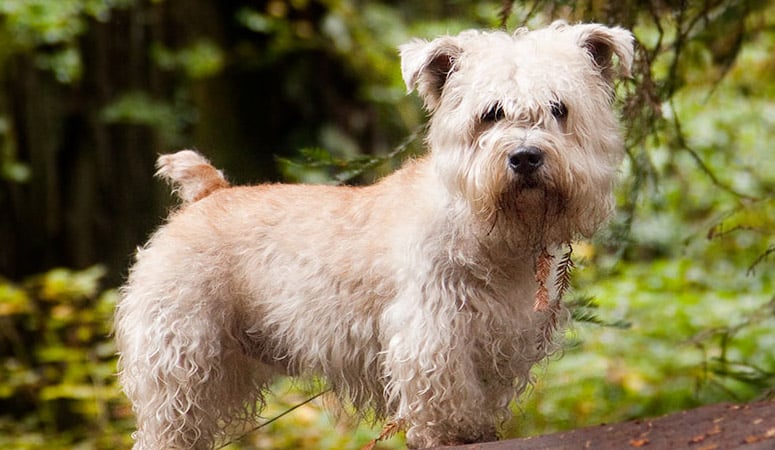 Glen of Imaal Terrier