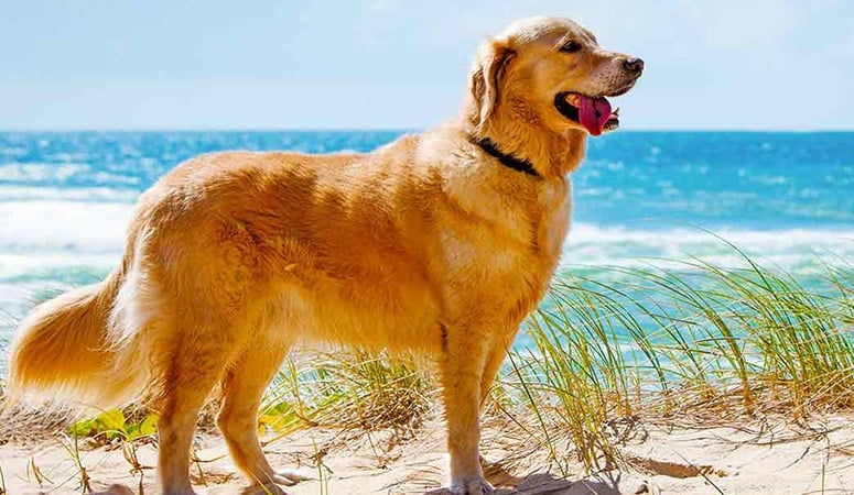 Golden Retriever