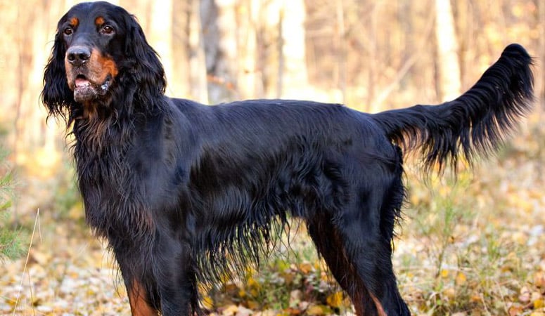 Gordon Setter