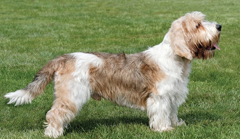 Grand Basset Griffon Vendéen