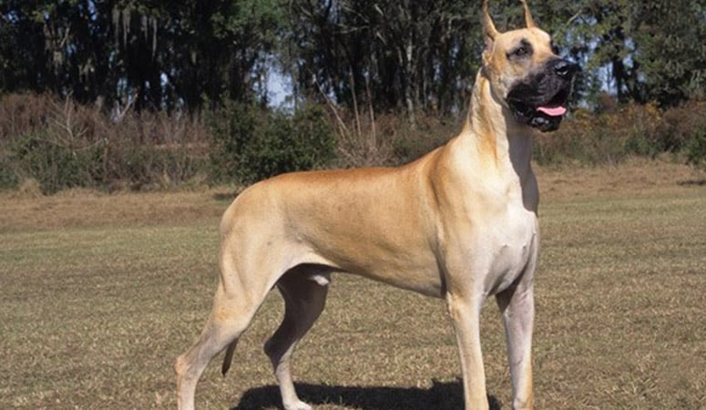 Great Dane