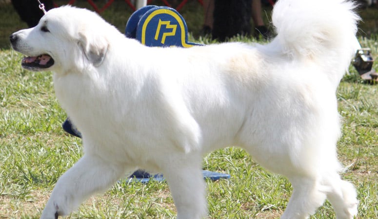 Great Pyrenees