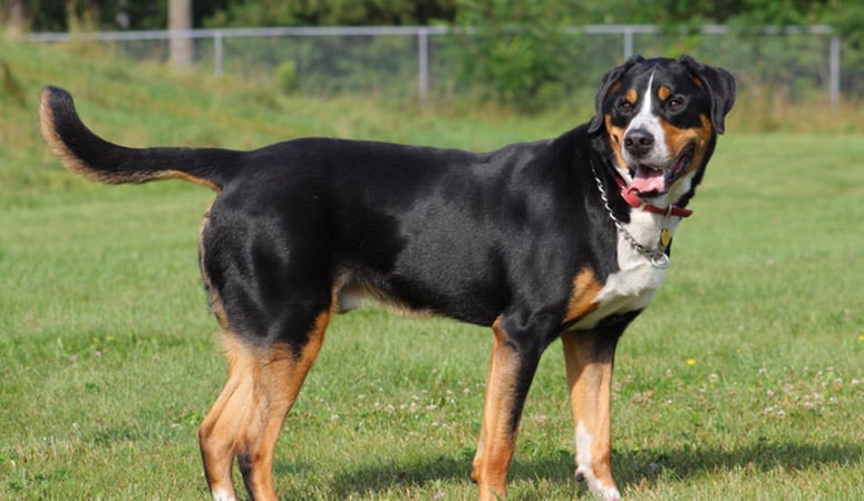 Greater Swiss Mountain Dog
