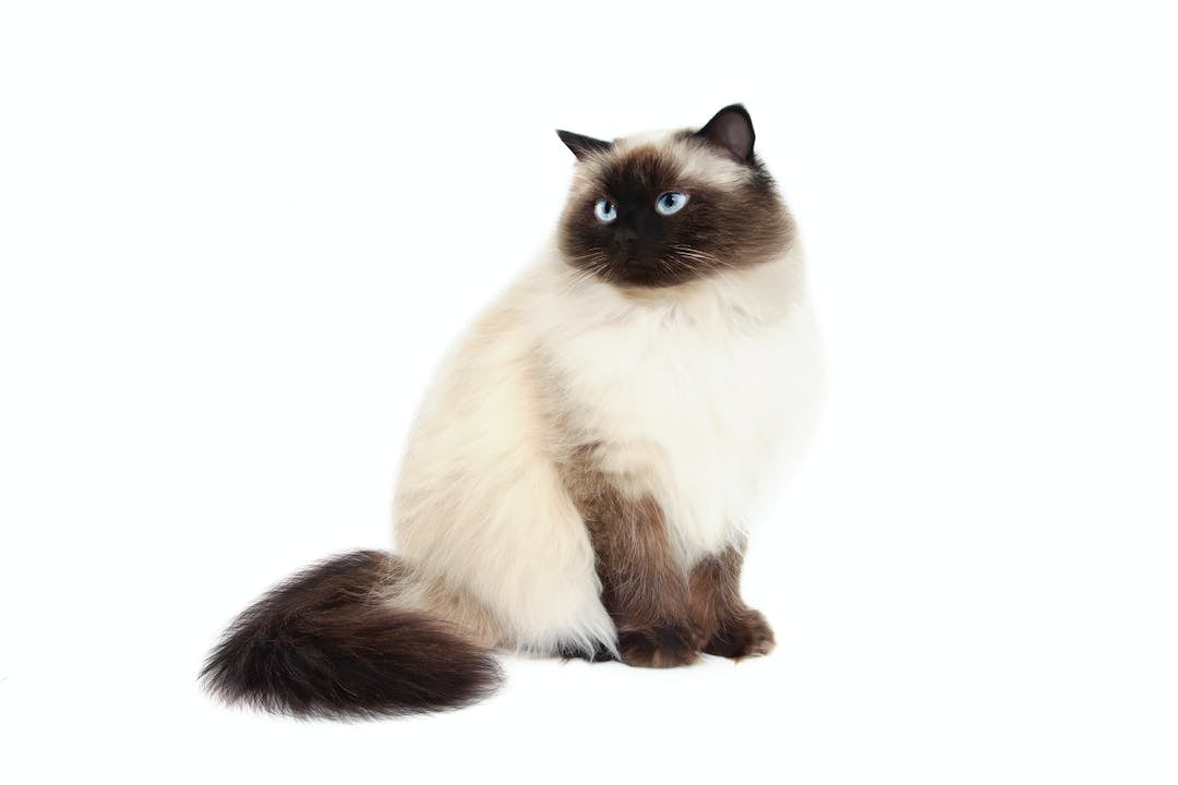 Himalayan/Colorpoint Persian