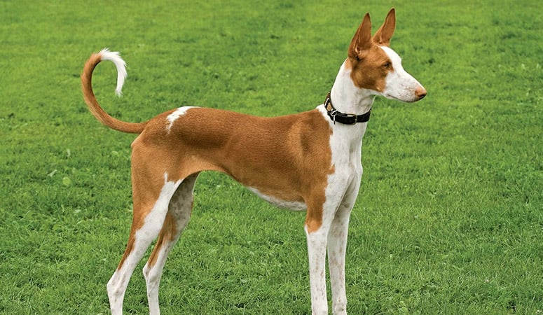 Ibizan Hound