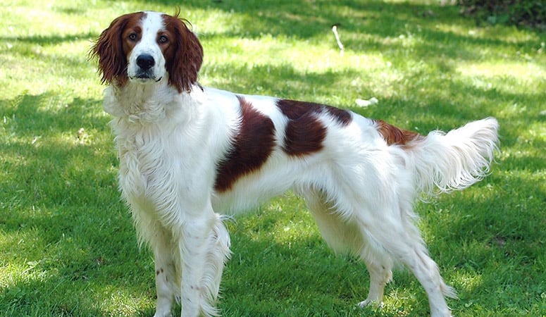 Irish Red and White Setter