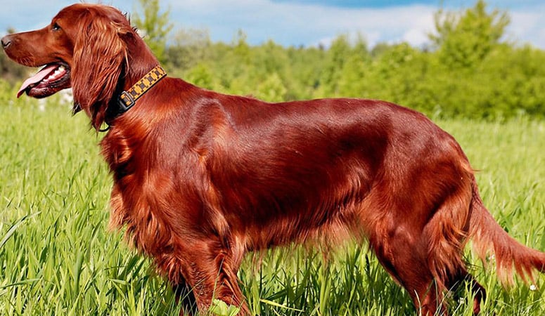 Irish Setter