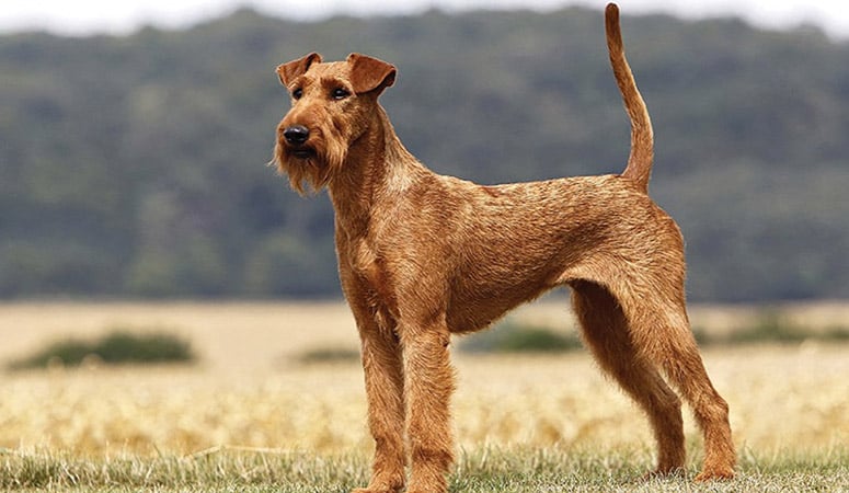 Irish Terrier