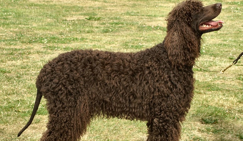 Irish Water Spaniel