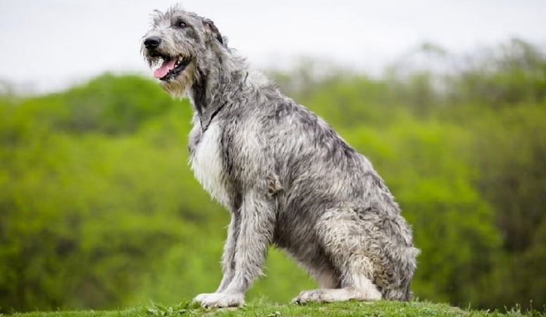 Irish Wolfhound