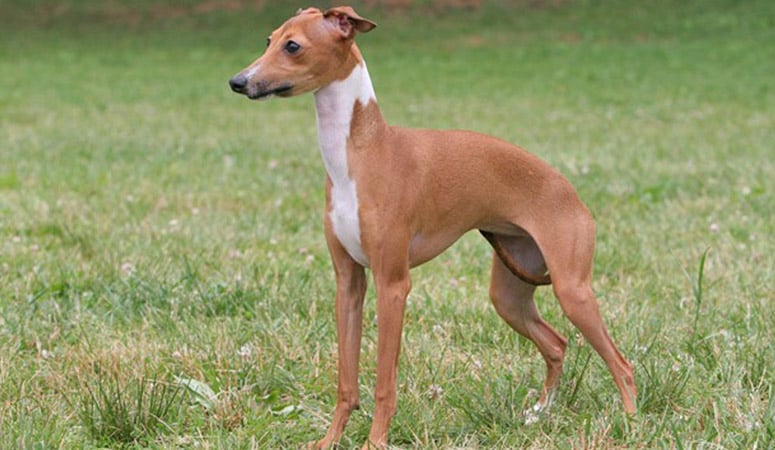 Italian Greyhound