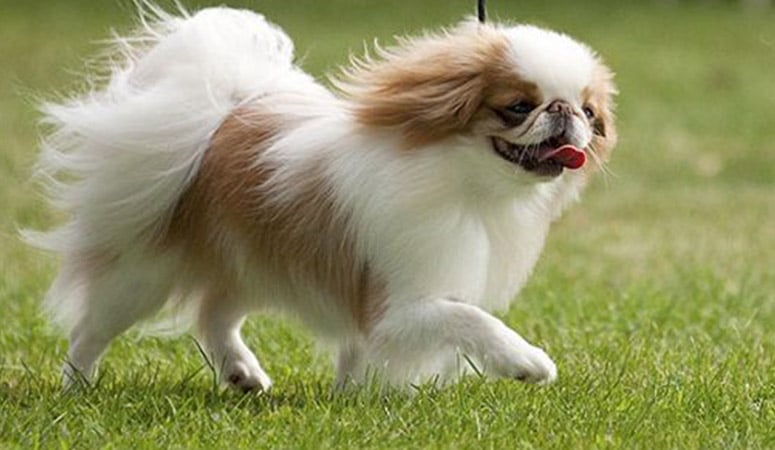 Japanese Chin
