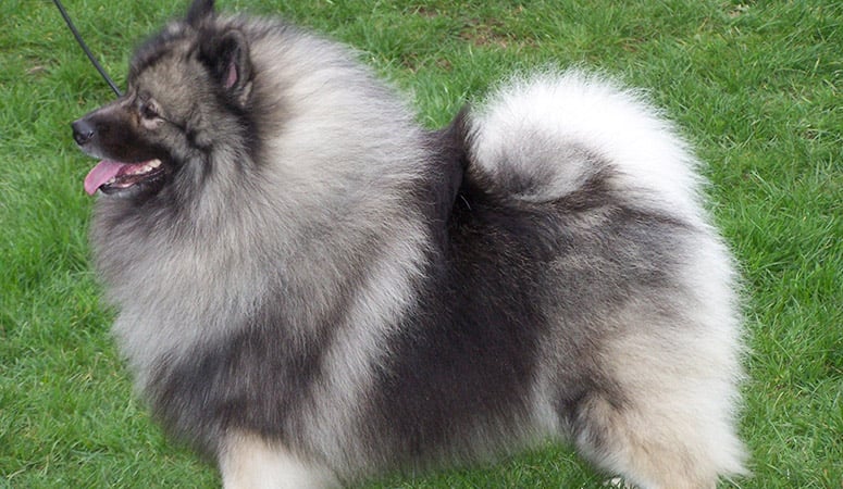 Keeshond