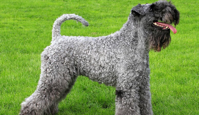 Kerry Blue Terrier