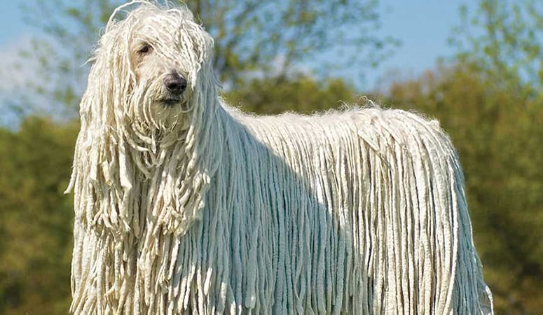 Komondor