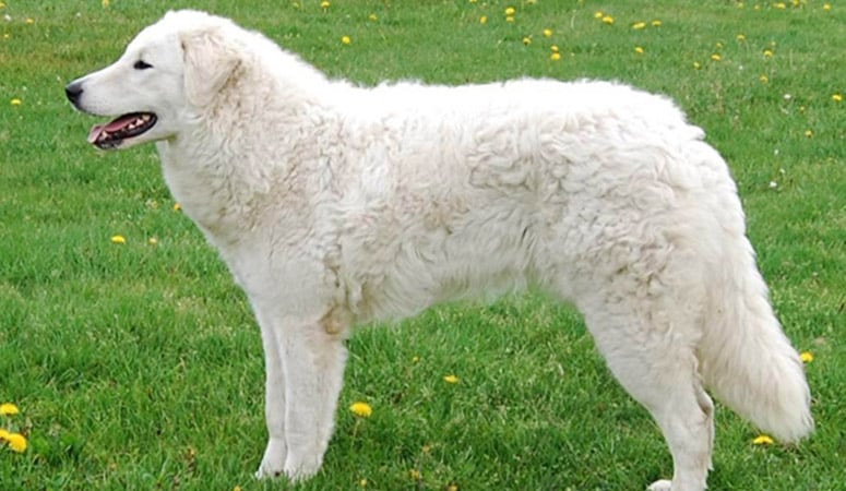 Kuvasz
