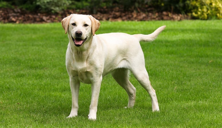 Labrador Retriever