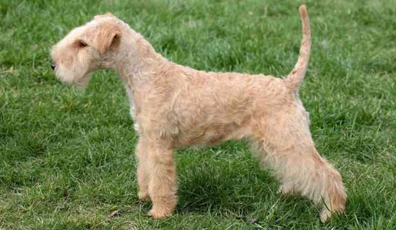 Lakeland Terrier