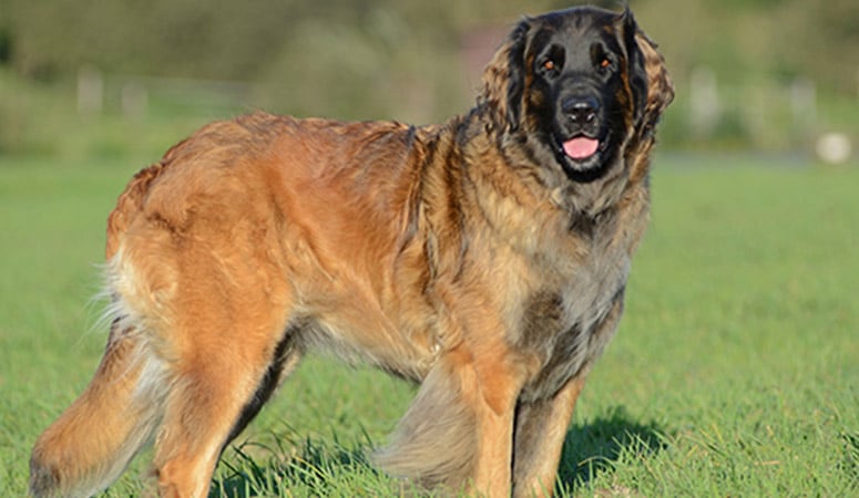 Leonberger