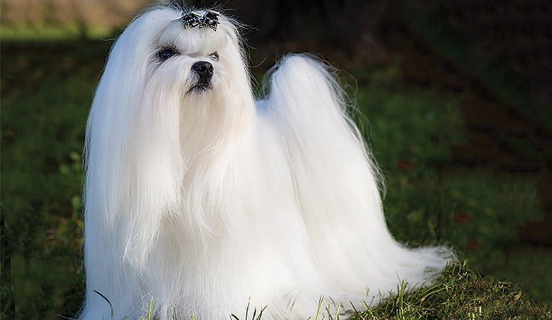 Maltese
