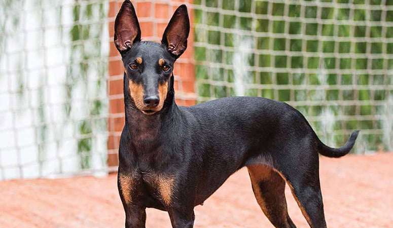 Manchester Terrier