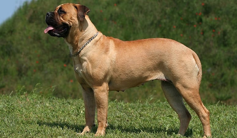 Mastiff