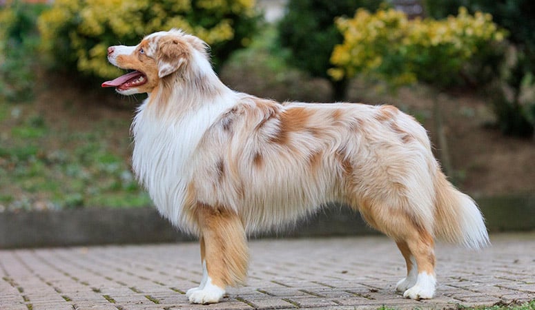 Miniature American Shepherd