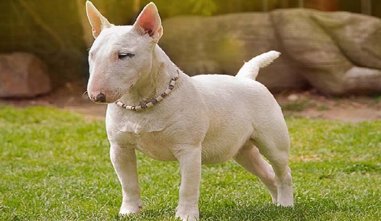 Miniature Bull Terrier