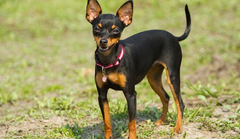 Miniature Pinscher