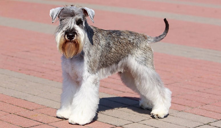 Miniature Schnauzer