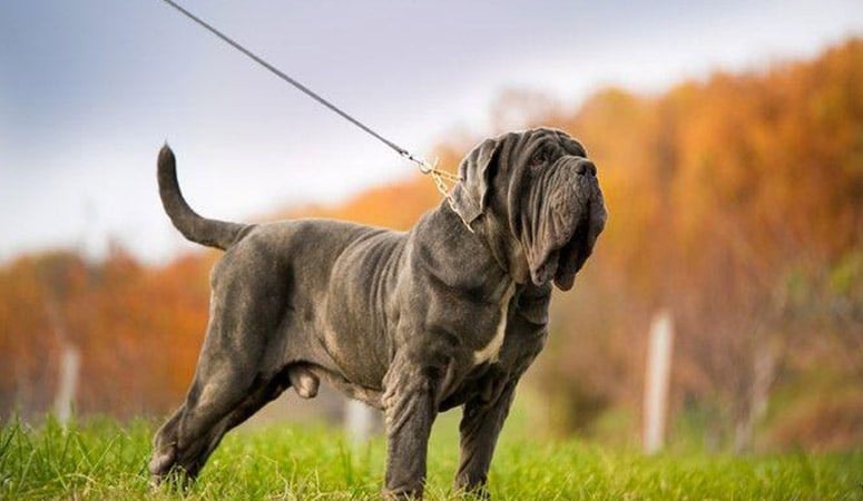 Neapolitan Mastiff