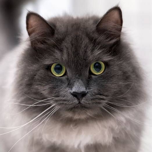 Nebelung