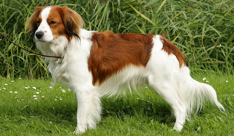 Nederlandse Kooikerhondje