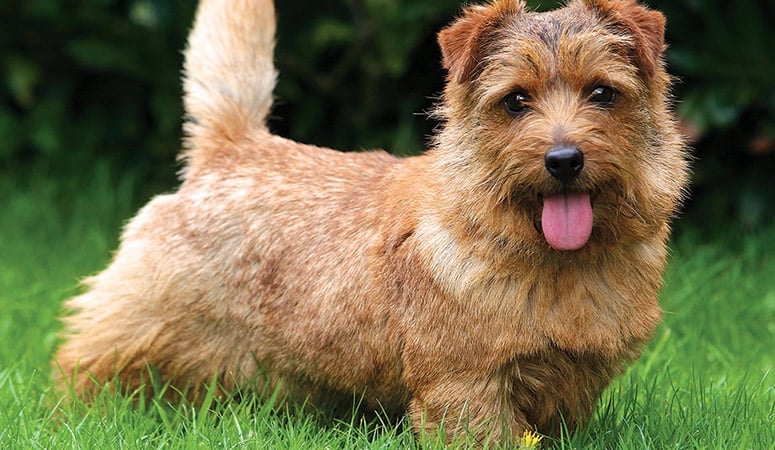 Norfolk Terrier