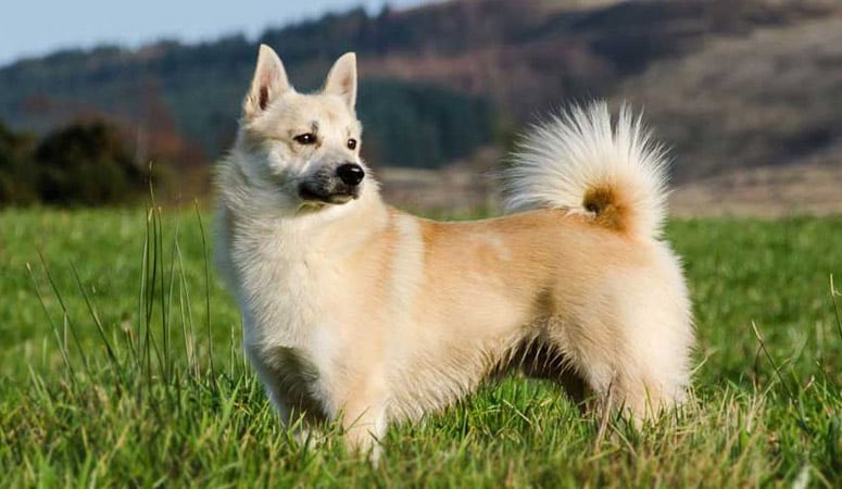 Norwegian Buhund