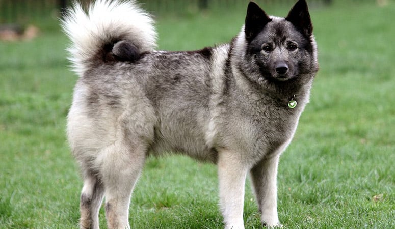 Norwegian Elkhound