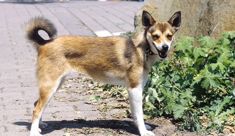 Norwegian Lundehund