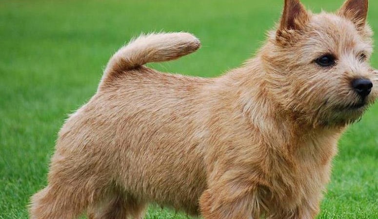 Norwich Terrier
