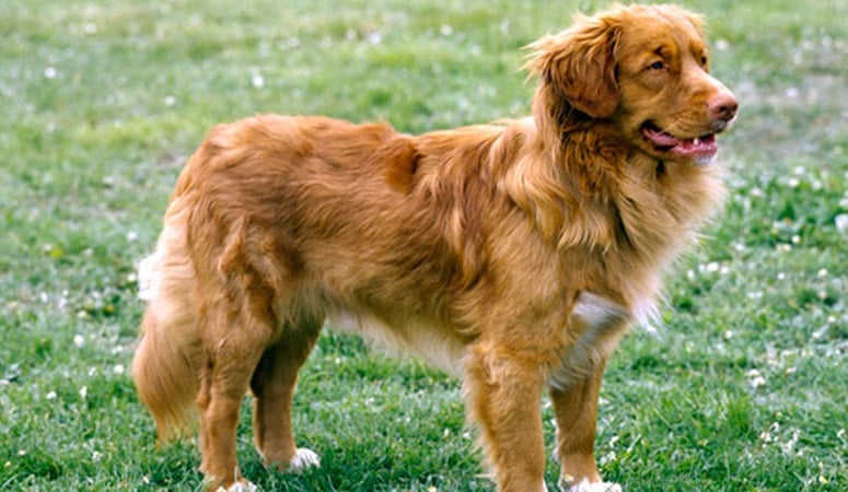 Nova Scotia Duck Tolling Retriever