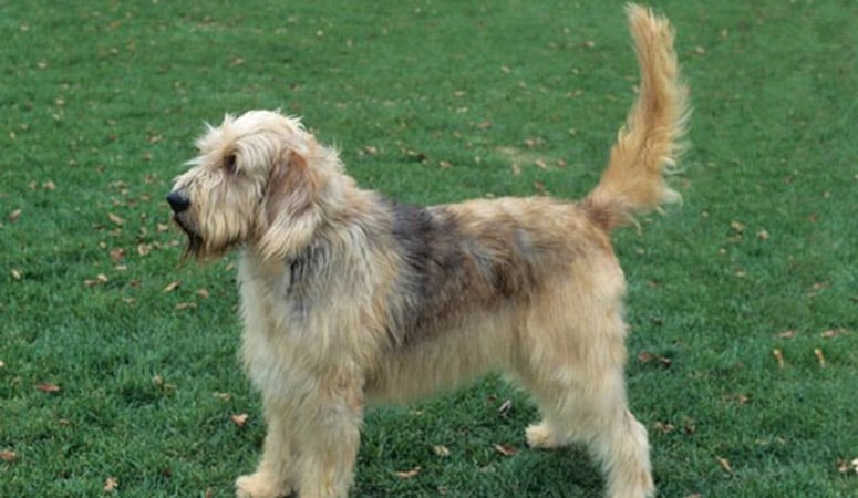 Otterhound