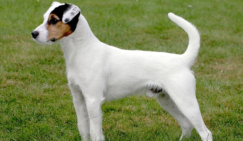 Parson Russell Terrier