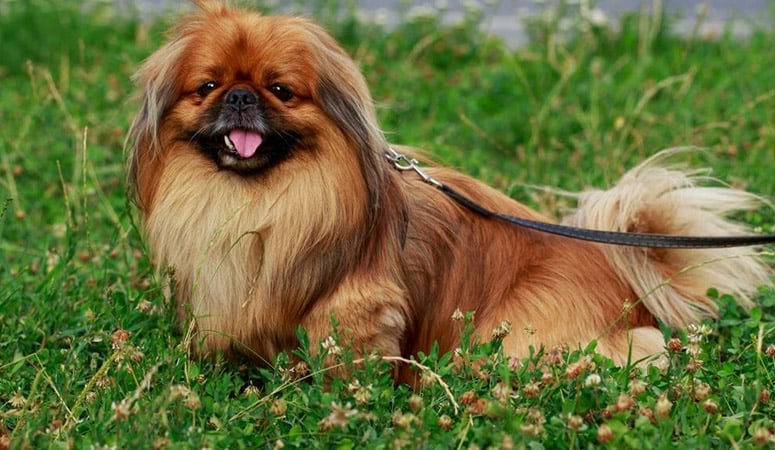 Pekingese