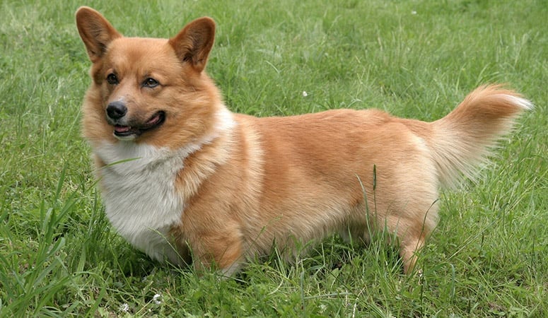 Pembroke Welsh Corgi