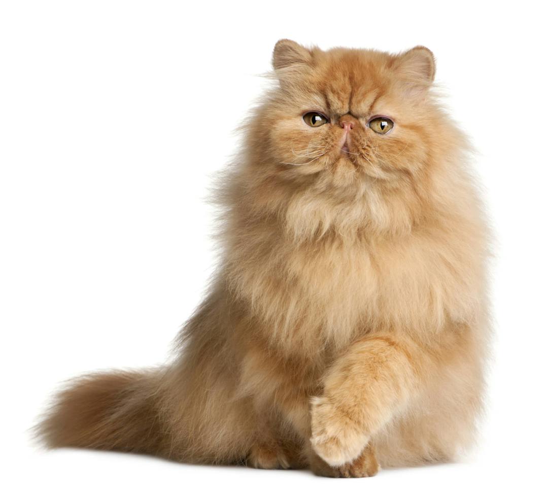 Persian
