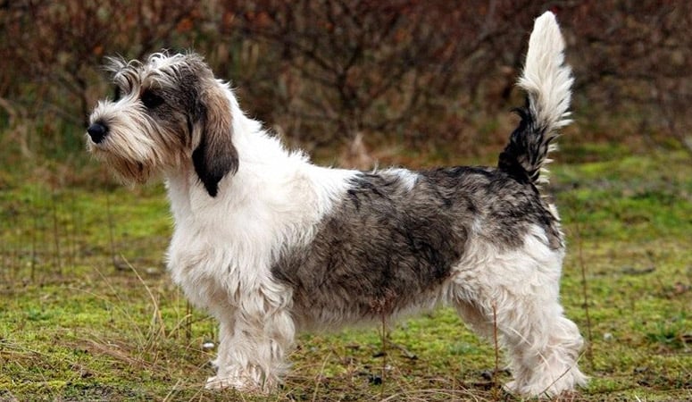 Petit Basset Griffon Vendéen